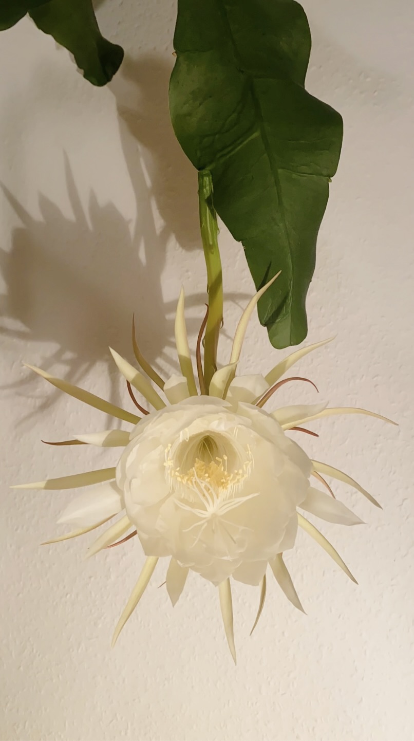 queen of the night cactus blooming Epiphyllum oxypetalum 5